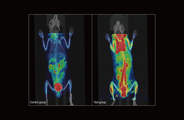 Brown adipose tissue activation of the plateau pika