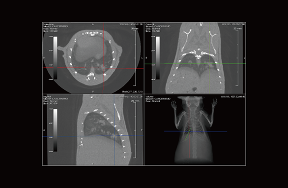 Mouse lung tumour