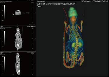 Angiography in living rat and oblique display