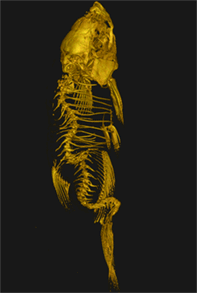 Gene mutation
