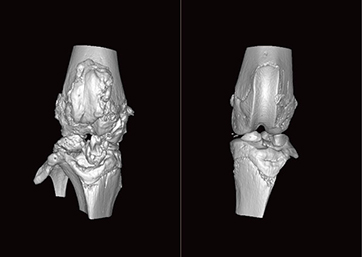 Comparison of bilateral joints in rats (unilateral arthritis)