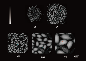 水稻种子质量检测