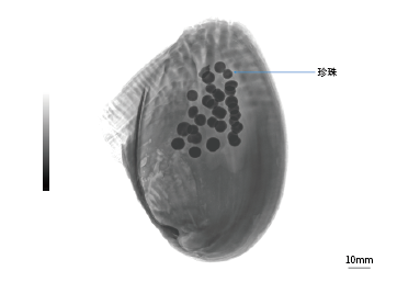 鲜活河蚌 （X5）