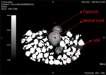 2D cross section of rice taproot