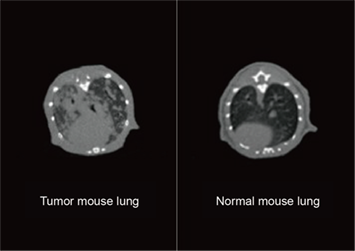 Lung comparison between normal mouse and tumor mouse