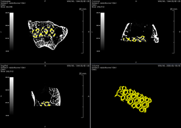 3D printed porous Titanium scaffold for Rabbit femur