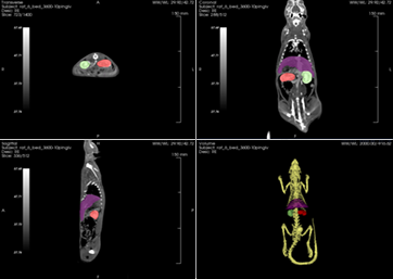 continuous radiography of living rat